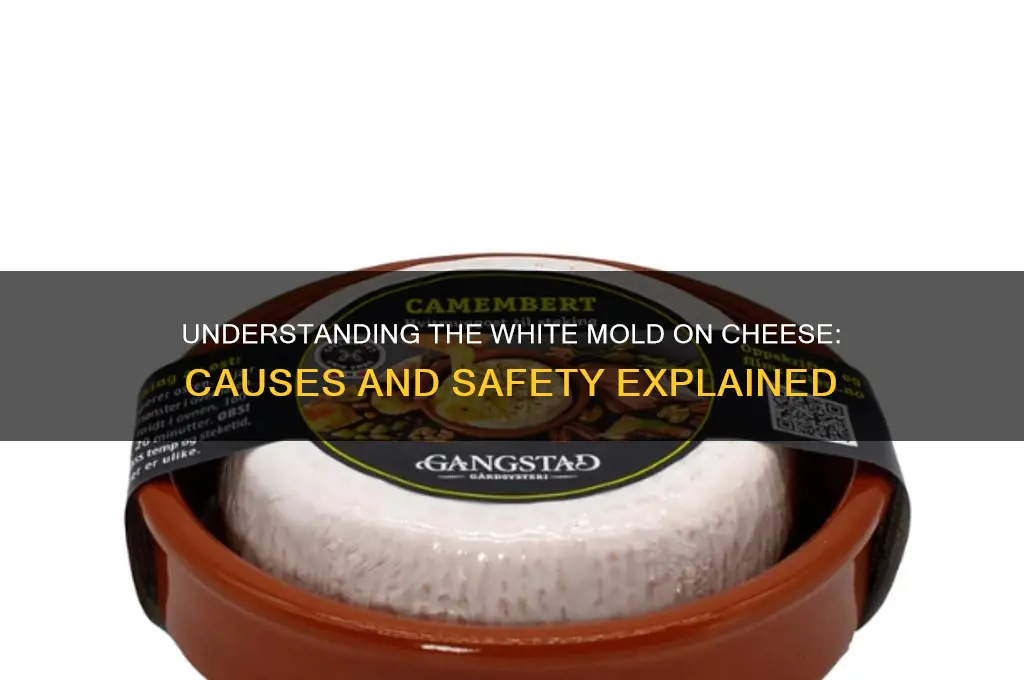 what is the white stuff that builds up on cheese