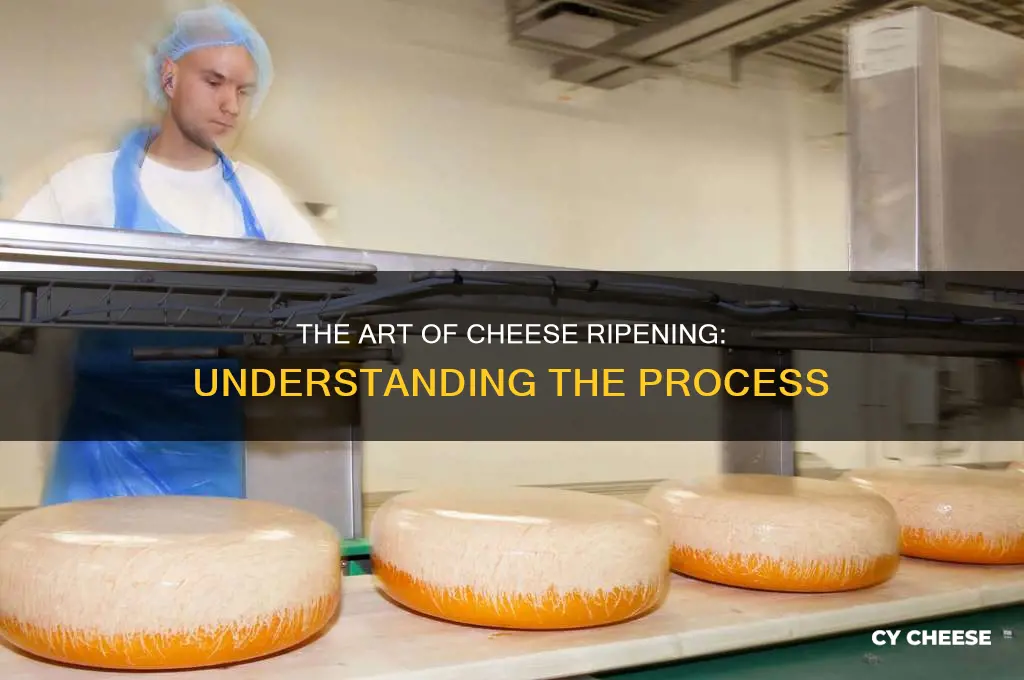 what is used to ripen cheese