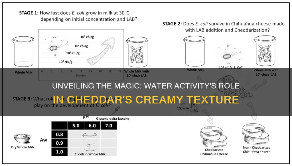 what is water activity in cheddar cheese