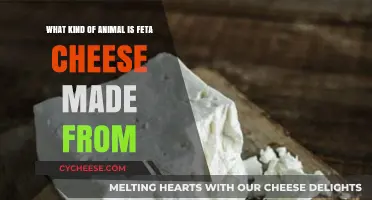 Feta's Origin: Milk's Journey to Cheesy Delight