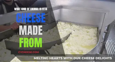 Feta Cheese: Animal Origins and Taste