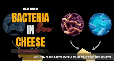 The Good Bacteria in Cheese