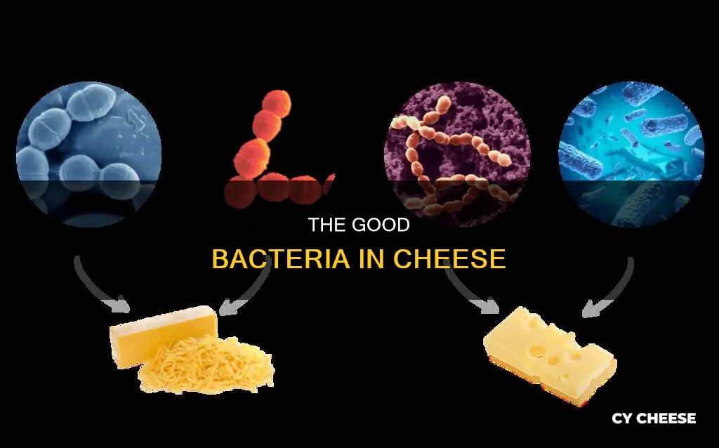 what kind of bacteria in cheese