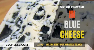 The Bacteria Behind Blue Cheese's Unique Flavor