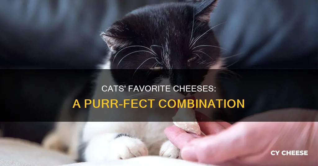 what kind of cheese do cats like