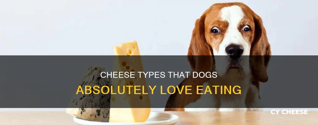 what kind of cheese do dogs like