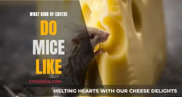 Mice and Their Cheesy Preferences: A Tasty Exploration