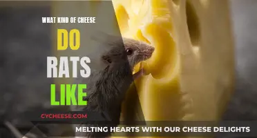 Cheese Preferences of Rats: A Tasty Insight