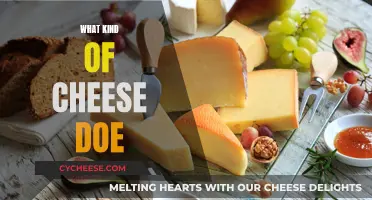 Cheese Exploration: Types, Taste, and Pairings for Beginners