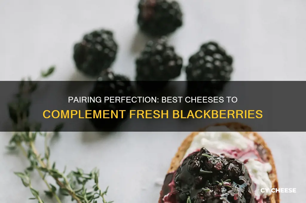 what kind of cheese goes good with blackberries