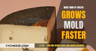 Moldy Cheese: Which Types Get Moldy Faster?