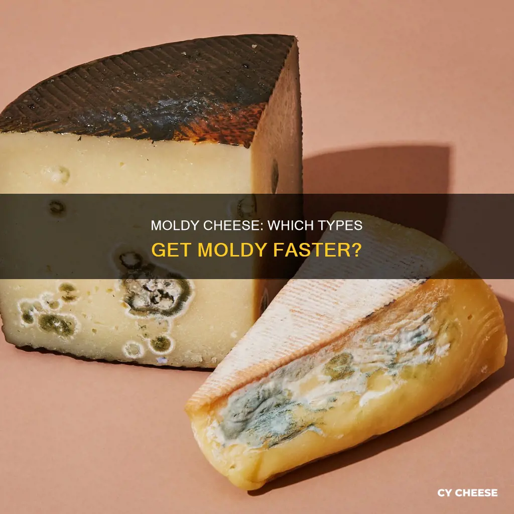 what kind of cheese grows mold faster