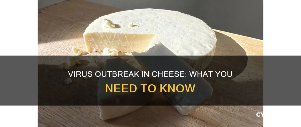 what kind of cheese has a virus outbreak