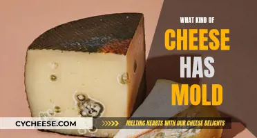 Moldy Cheese: What Types Harbor This Fungus?