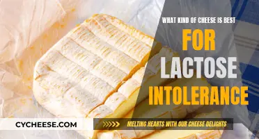 Cheese for Lactose Intolerant: What's the Best Option?