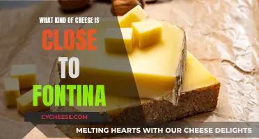 Cheese Substitutes: Fontina Alternatives for Your Next Dish