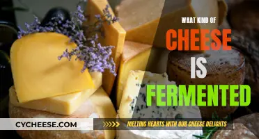 The Art of Fermentation: Exploring the World of Cheeses