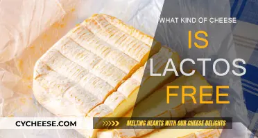 Lactose-Free Cheese: What Types Can You Eat?