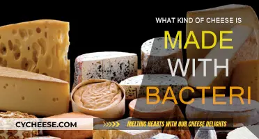 The Magic of Bacteria-Made Cheese: A Tasty Science