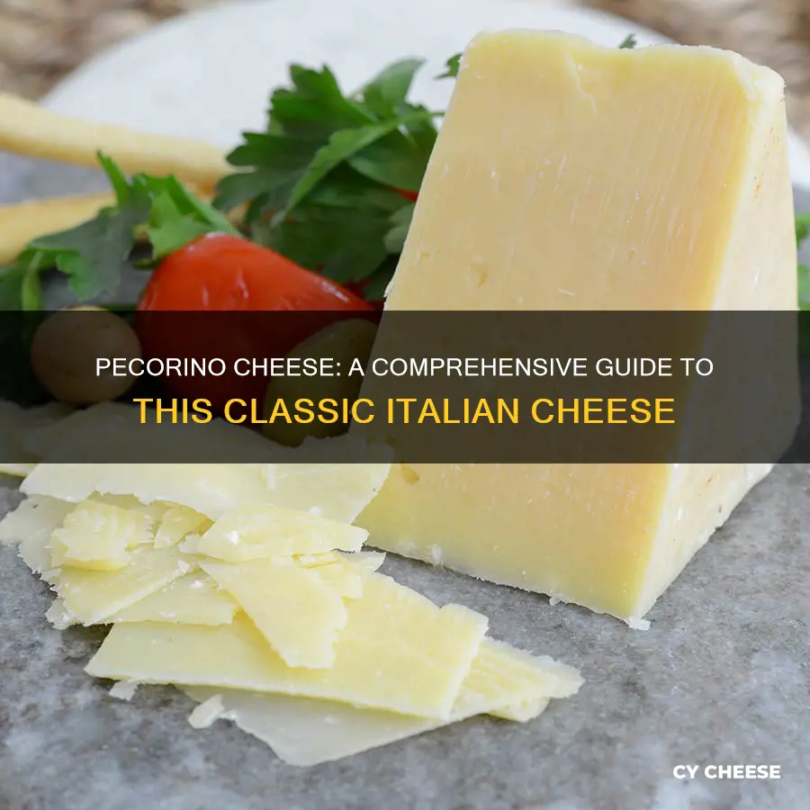 what kind of cheese is pecorino