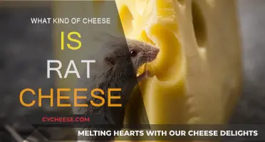 Rat Cheese: What Types Do Rats Prefer?