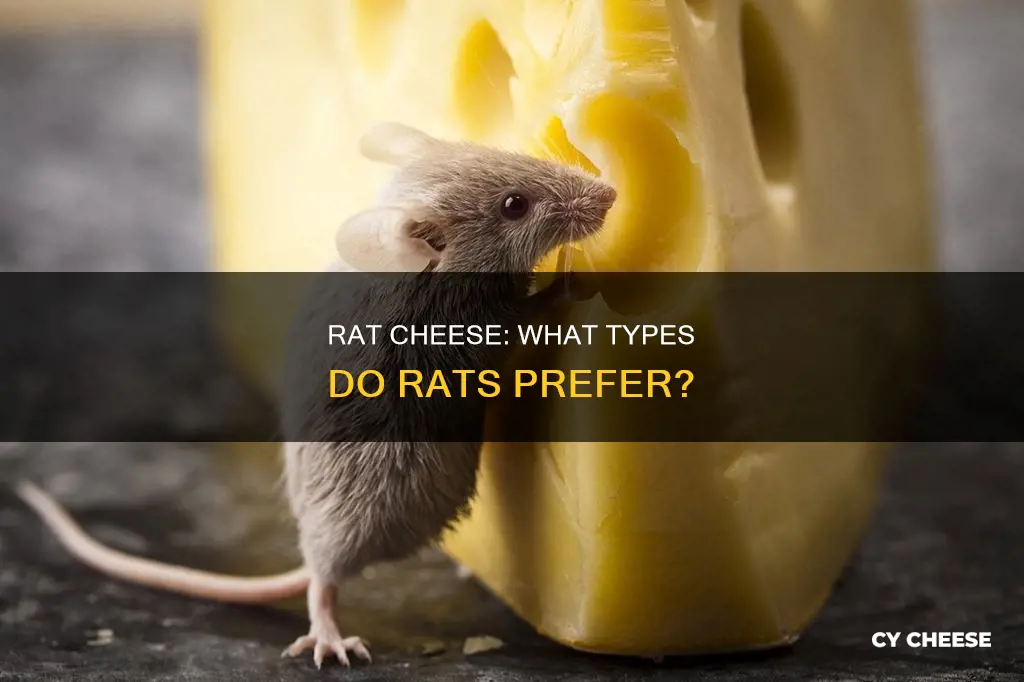 what kind of cheese is rat cheese