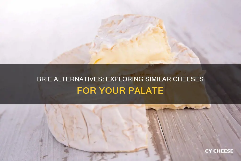 what kind of cheese is similar to brie