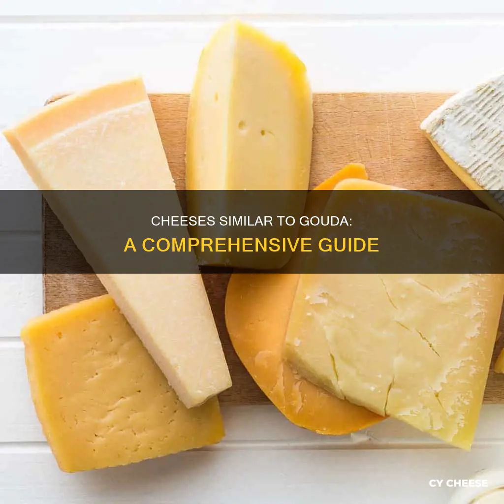 what kind of cheese is similar to gouda