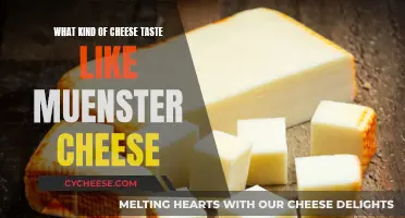 Muenster Cheese Alternatives: Similar Cheeses for Your Palate