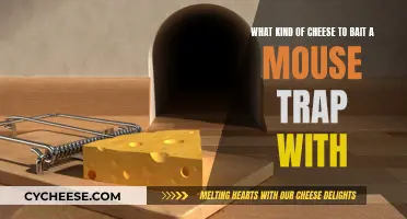 The Best Cheeses to Lure Mice with Mouse Traps