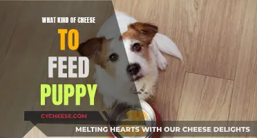 Cheese for Puppies: What's Safe and Nutritional?