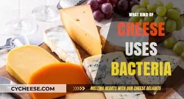 Bacteria-Made Cheeses: A Tasty Science