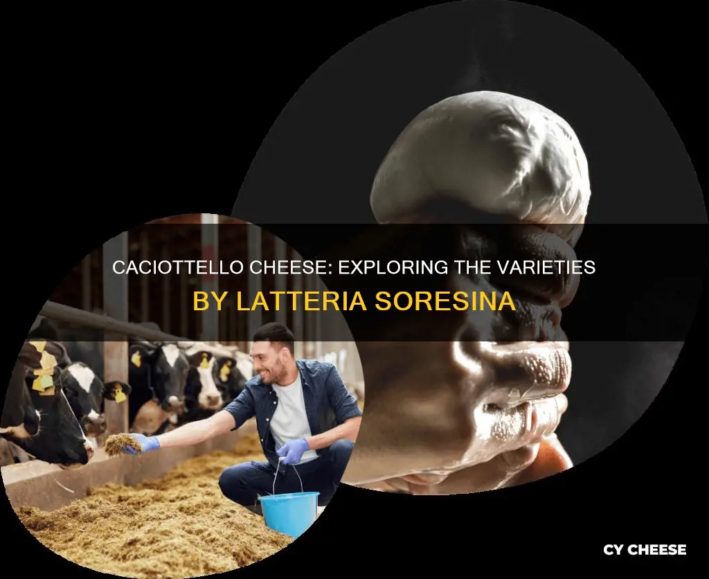 what kind of cheeses caciottello cheese by latteria soresina
