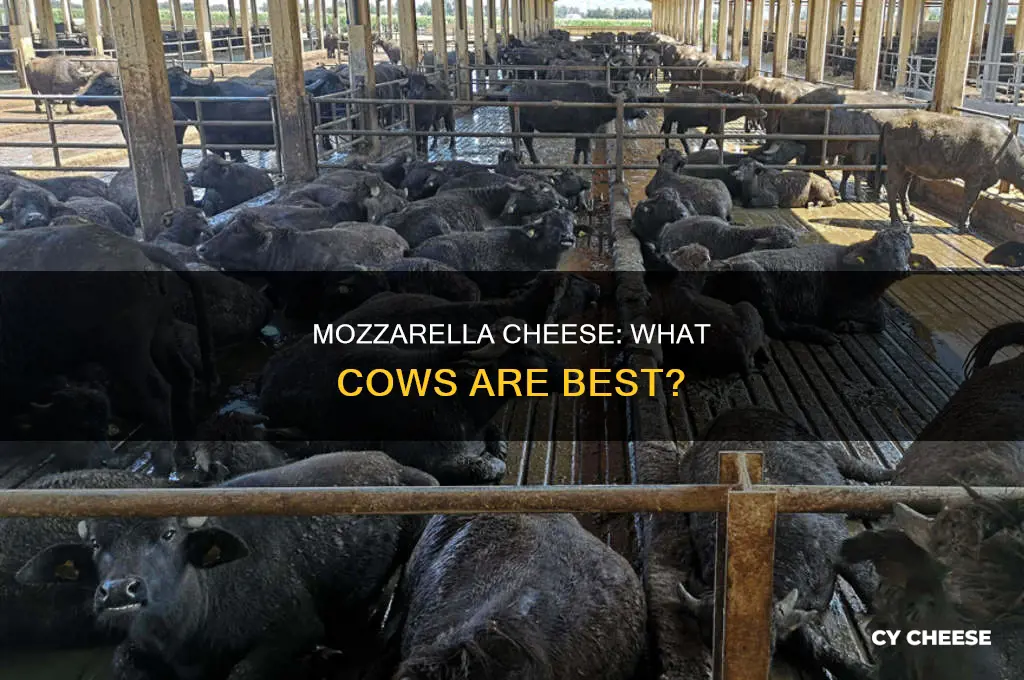 what kind of cows are used for mozzarella cheese