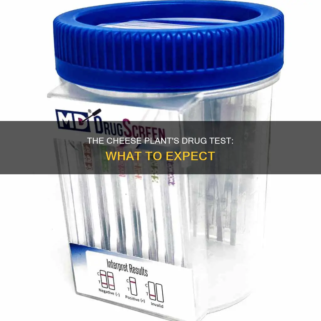 what kind of drug test does the cheese plant have