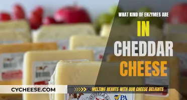 Enzymatic Breakdown: Cheddar Cheese's Complex Enzyme Profile