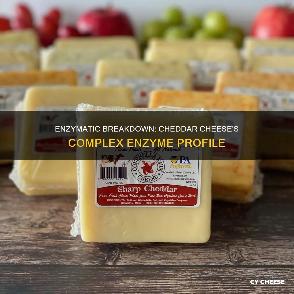 what kind of enzymes are in cheddar cheese