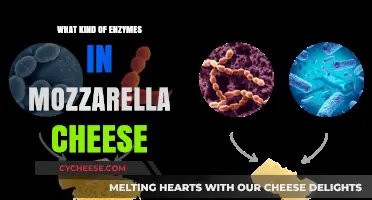 Unveiling Mozzarella's Magic: Enzymes Behind the Creamy Texture