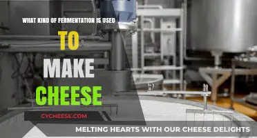 Cheese Fermentation: The Science Behind the Art
