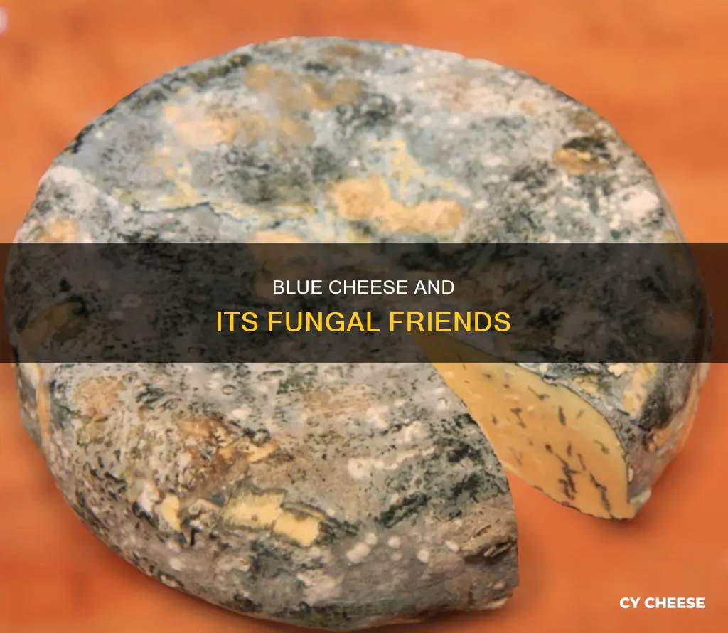 what kind of fungi is in blue cheese