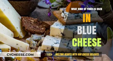 Blue Cheese and its Fungi: Unveiling the Mystery