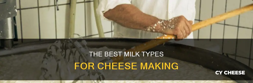 what kind of milk do i need for cheese making