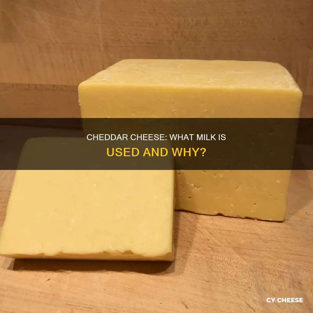 what kind of milk is cheddar cheese made from