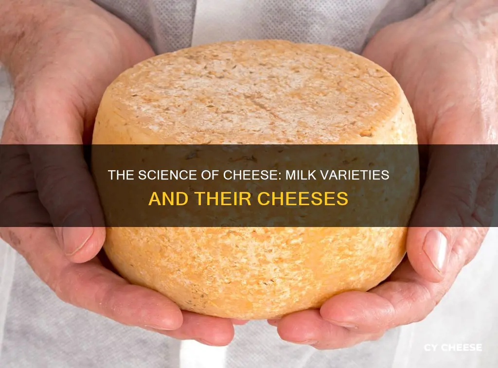 what kind of milk is cheese made from