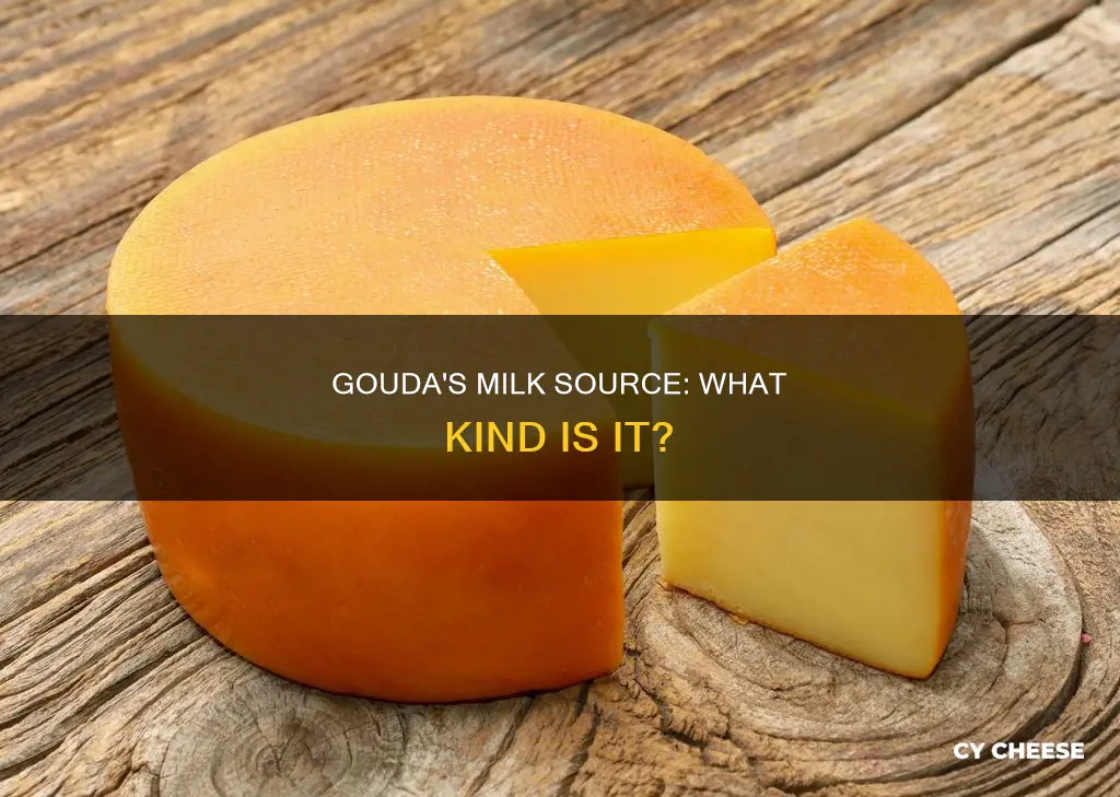 what kind of milk is gouda cheese made from