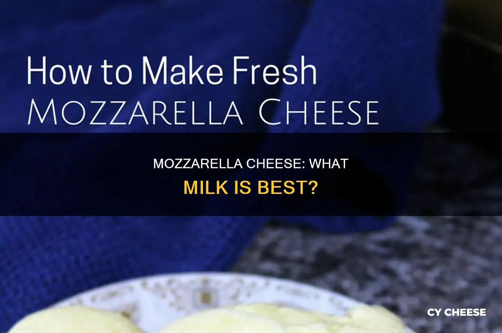 what kind of milk is used for mozzarella cheese