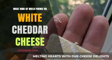 Unveiling the Mold Mystery: White Cheddar's Unseen Guests