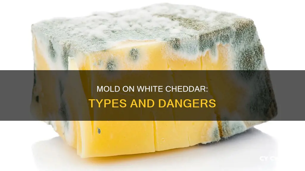 what kind of mold forms on white cheddar cheese