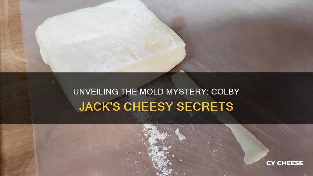 what kind of mold from colby jack cheese