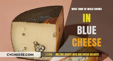 Unveiling the Mold Mystery: Blue Cheese's Blue Beauty